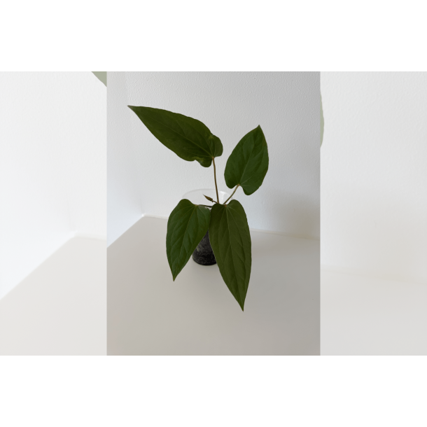 Anthurium (portillae x kunayalense) 'Pink Diamond'
