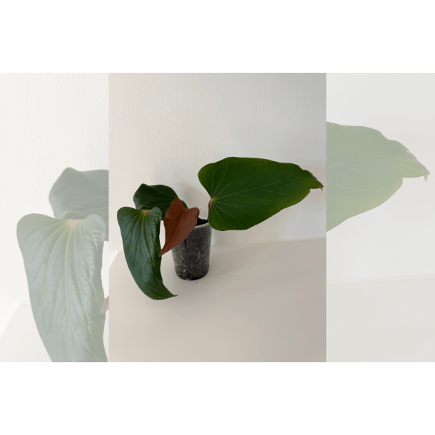 Anthurium (portillae x kunayalense) 'Pink Diamond'