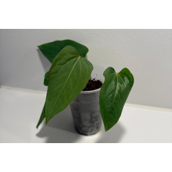 Anthurium (portillae x kunayalense) 'Pink Diamond'