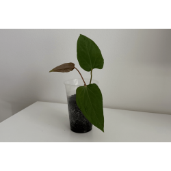 Anthurium (portillae x kunayalense) 'Pink Diamond'