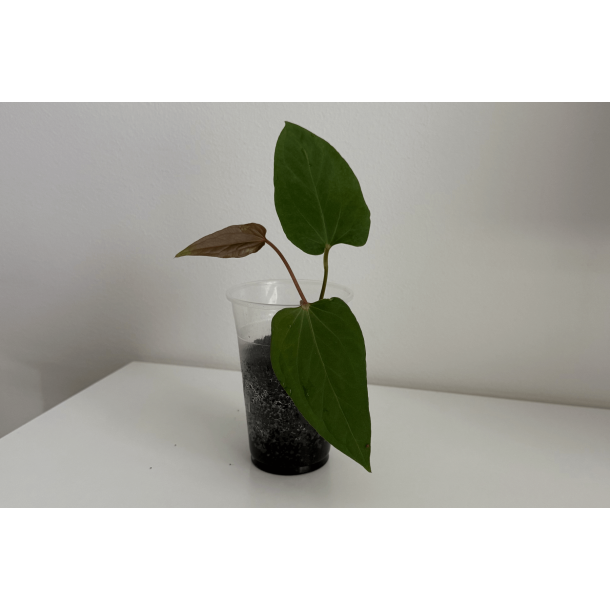 Anthurium (portillae x kunayalense) 'Pink Diamond'