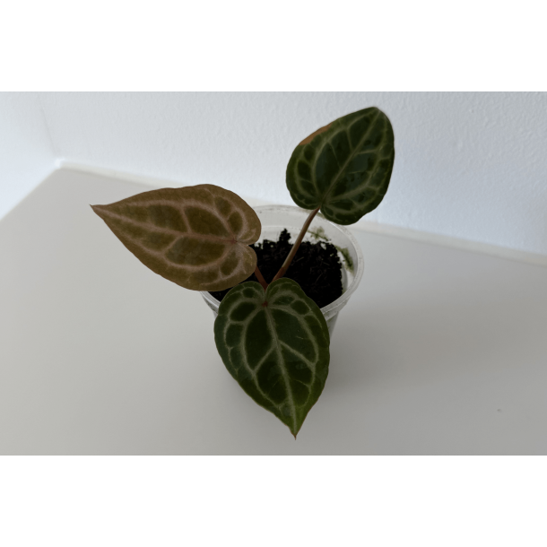 Anthurium 'Red Crystallinum' (NSE)