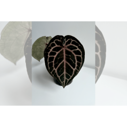 Anthurium 'Red Crystallinum' (NSE)