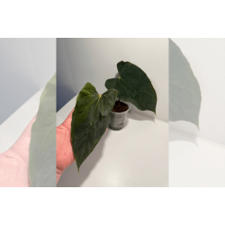 Anthurium papillilaminum 'Ralph Lynam' (OG clone)