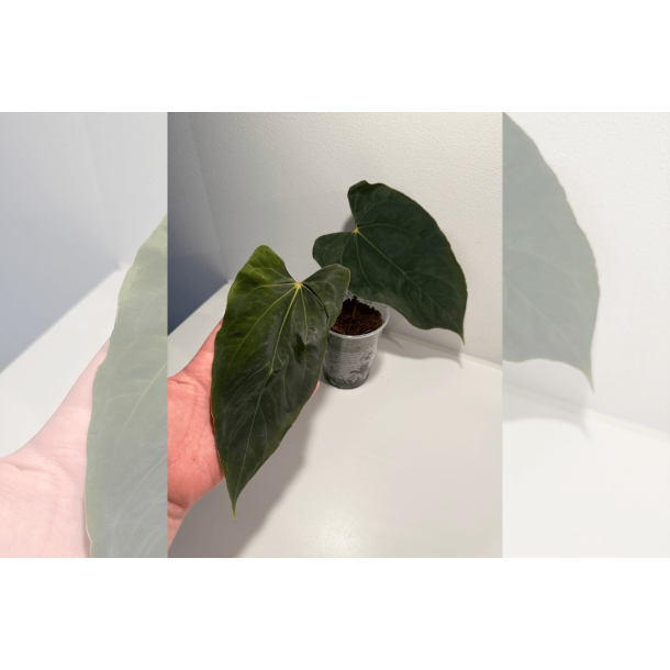 Anthurium papillilaminum 'Ralph Lynam' (OG clone)