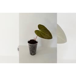 Anthurium papillilaminum 'RLFS' x carlablackiae