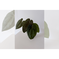 Anthurium 'Red Vein Dark Phoenix'
