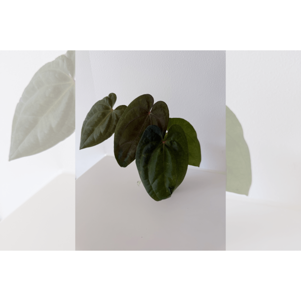 Anthurium 'Red Vein Dark Phoenix'