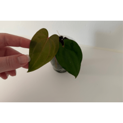 Anthurium 'Red Vein Dark Phoenix'