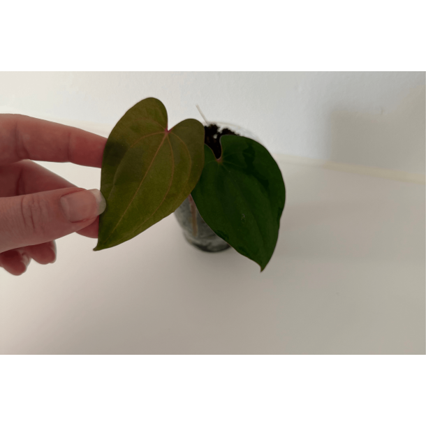 Anthurium 'Red Vein Dark Phoenix'