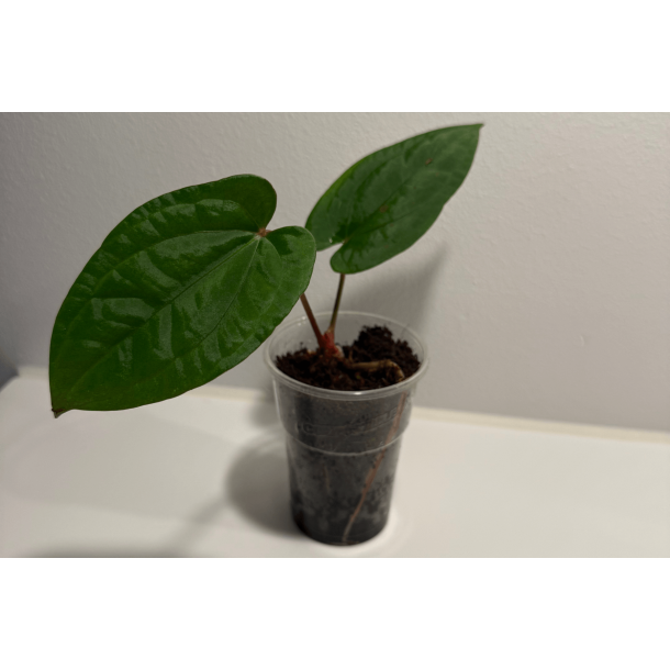 Anthurium 'Red Vein Dark Phoenix'