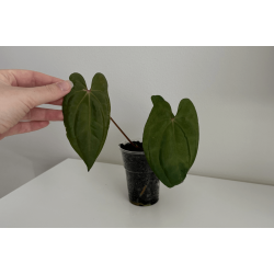 Anthurium 'Red Vein Dark Phoenix'