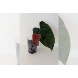 Anthurium papillilaminum 'Ralph Lynam' (OG clone)