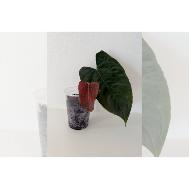 Anthurium papillilaminum 'Ralph Lynam' (OG clone)