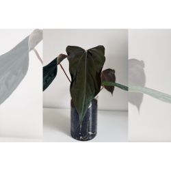 Anthurium papillilaminum 'Ralph Lynam' (OG clone)