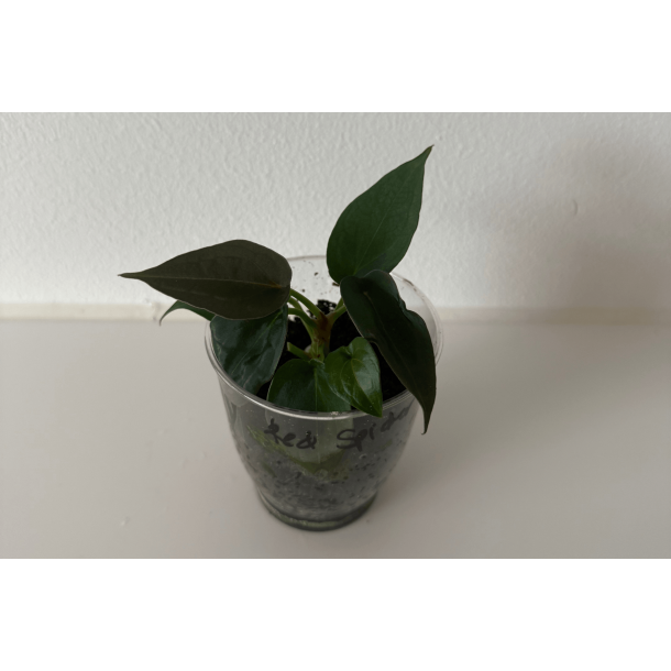 Anthurium 'Red Spider'