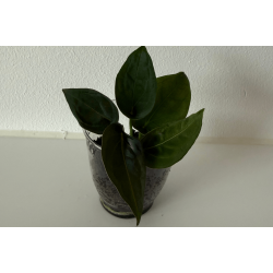 Anthurium 'Red Spider'