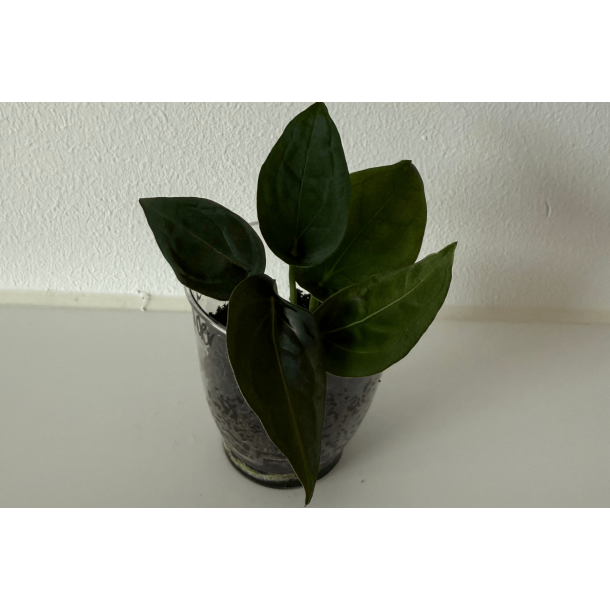 Anthurium 'Red Spider'