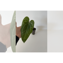 Anthurium 'Stingray'