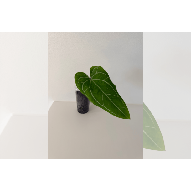 Anthurium 'Stingray'