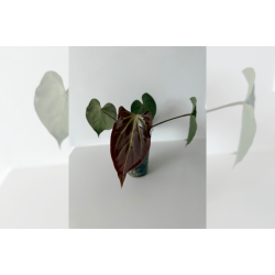 Anthurium besseae aff. Trinity