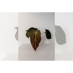 Anthurium besseae aff. Trinity