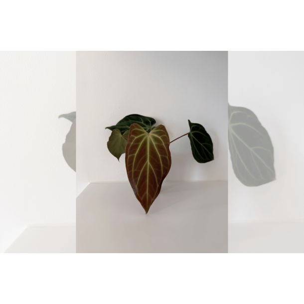 Anthurium besseae aff. Trinity