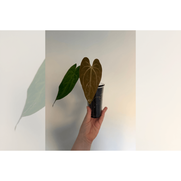 Anthurium 'X-One'