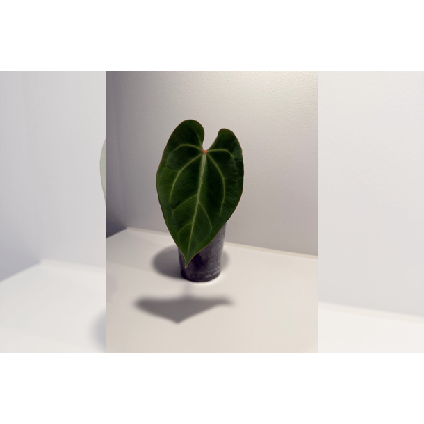Anthurium besseae aff. 'Aurora'