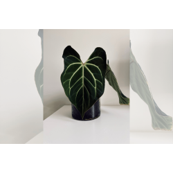 Anthurium besseae aff. 'Aurora'