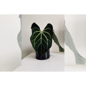 Anthurium besseae aff. 'Aurora'
