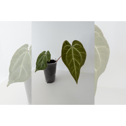 Anthurium besseae aff. 'Aurora'