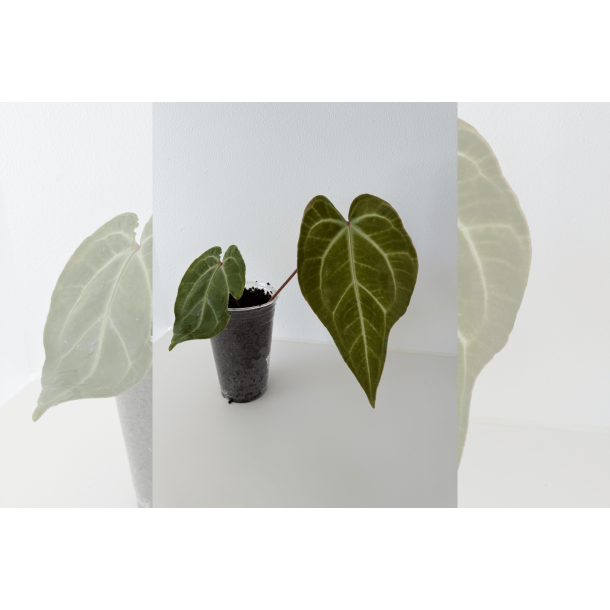 Anthurium besseae aff. 'Aurora'