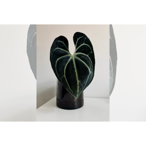 Anthurium besseae aff. 'Elina'