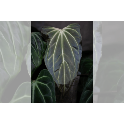 Anthurium besseae aff. Trinity