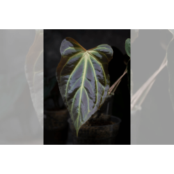 Anthurium besseae aff. Trinity
