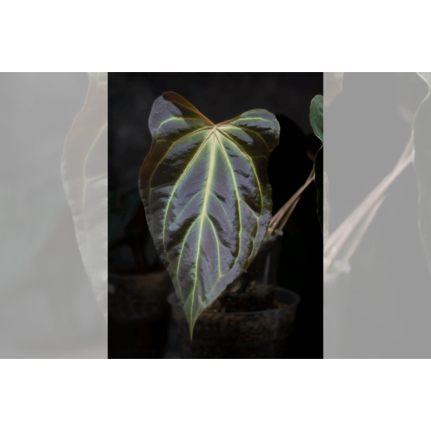 Anthurium besseae aff. Trinity