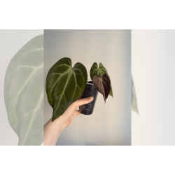 Anthurium besseae aff. Trinity