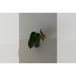 Anthurium carlablackiae 'GPH - 001' x BVEP 'Round'