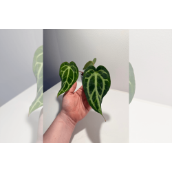 Anthurium carlablackiae 'Aphrodite'