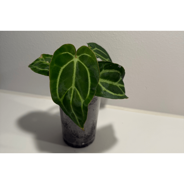 Anthurium carlablackiae 'Aphrodite'