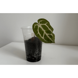 Anthurium carlablackiae 'Aphrodite'