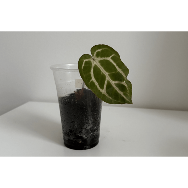 Anthurium carlablackiae 'Aphrodite'