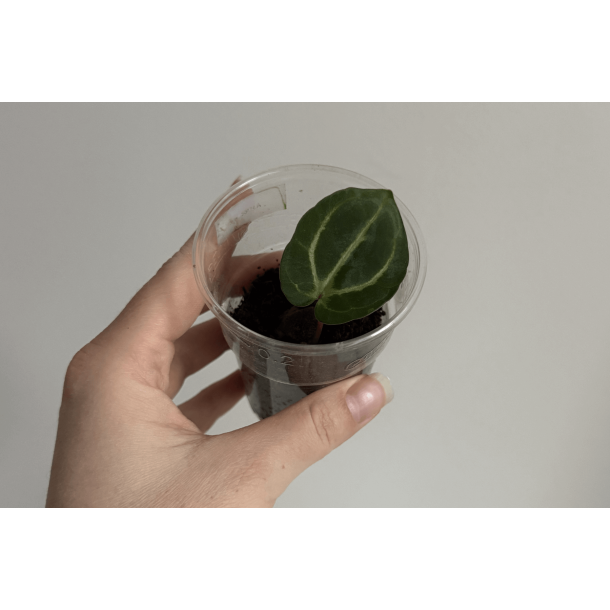 Anthurium carlablackiae 'Aphrodite'