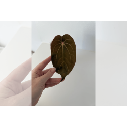 Anthurium carlablackiae 'GPH - 001' x BVEP 'Round'