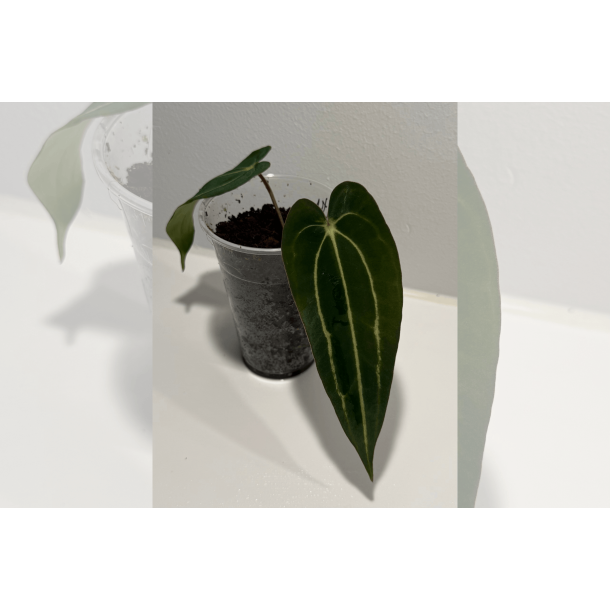 Anthurium carlablackiae 'Serenity'