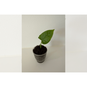 Anthurium debilis 