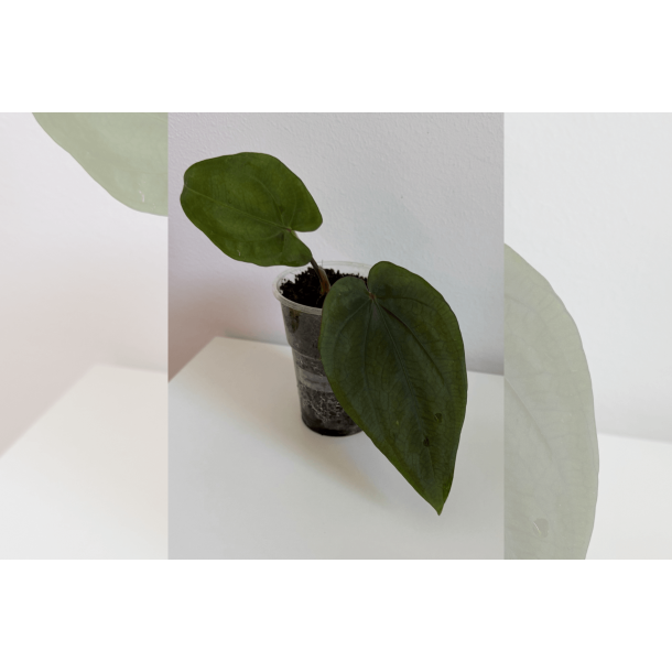 Anthurium dressleri RG 'Evelyn'