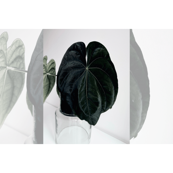 Anthurium dressleri RG 'Evelyn'