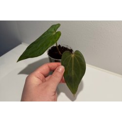 Anthurium (dressleri RG x carlablackiae 'Amanda') x BVEP 'Round'